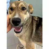 Foto dell\'animale cane - Matr. 2024/1064 - Microchip 380260044997919