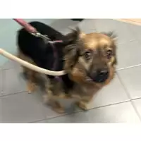 Foto dell\'animale cane - Matr. 2024/1065 - Microchip 380260044997209