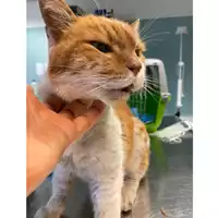 Foto dell\'animale gatto - Matr. 2024/1067 - Microchip 380260044997808