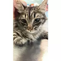 Foto dell\'animale gatto - Matr. 2024/1068 - Microchip 380260044997779