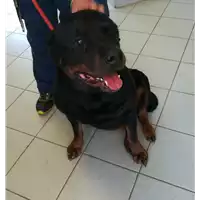 Foto dell\'animale cane - Matr. 2021/0748 - Microchip 380260002755887