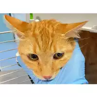 Foto dell\'animale gatto - Matr. 2024/1073 - Microchip 380260044998240