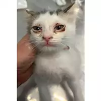Foto dell\'animale gatto - Matr. 2024/1075 - Microchip 380260044981168