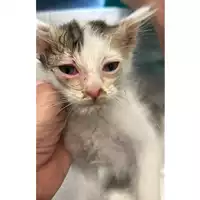 Foto dell\'animale gatto - Matr. 2024/1076 - Microchip 380260044979589