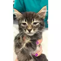 Foto dell\'animale gatto - Matr. 2024/1077 - Microchip 380260044981138