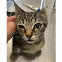 Foto dell\'animale gatto - Matr. 2024/1078 - Microchip 380260044980520