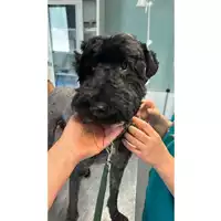 Foto dell\'animale cane - Matr. 2024/1079 - Microchip 380260120171126