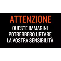Foto dell\'animale gatto - Matr. 2024/1081 - Microchip 380260044998457