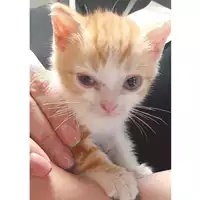 Foto dell\'animale gatto - Matr. 2024/1083 - Microchip 380260044996869