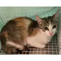 Foto dell\'animale gatto - Matr. 2024/1084 - Microchip 380260044981498