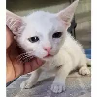 gatto - Matr. 2024/1085 - Microchip 380260044997676