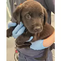 Foto dell\'animale cane - Matr. 2024/1087 - Microchip 380260044998497