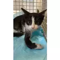 Foto dell\'animale gatto - Matr. 2024/1090 - Microchip 380260044998159