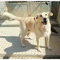 Foto dell\'animale cane - Matr. 2021/0749 - Microchip 380260042133607