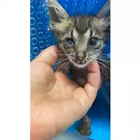 Foto dell\'animale gatto - Matr. 2024/1091 - Microchip 380260044998020