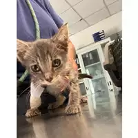 Foto dell\'animale gatto - Matr. 2024/1092 - Microchip 380260044997819
