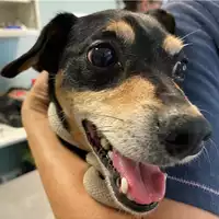 Foto dell\'animale cane - Matr. 2024/1105 - Microchip 380260044981029