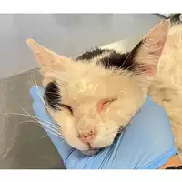 Foto dell\'animale gatto - Matr. 2024/1108 - Microchip 380260044998519