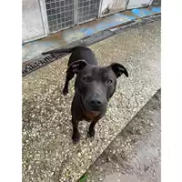 Foto dell\'animale cane - Matr. 2024/1112 - Microchip 380260044998429