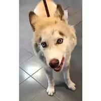 Foto dell\'animale cane - Matr. 2024/1116 - Microchip 380260044997757