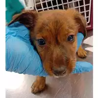 cane - Matr. 2024/1119 - Microchip 380260044981021