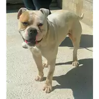 Foto dell\'animale cane - Matr. 2021/0751 - Microchip 380260044516613