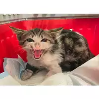 Foto dell\'animale gatto - Matr. 2024/1122 - Microchip 380260044998106