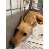 Foto dell\'animale cane - Matr. 2024/1123 - Microchip 380260044981249