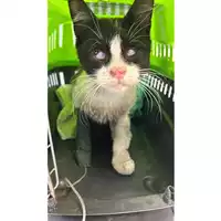 Foto dell\'animale gatto - Matr. 2024/1124 - Microchip 380260044997859