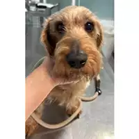 Foto dell\'animale cane - Matr. 2024/1125 - Microchip 380260000571624