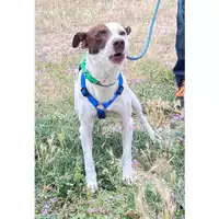 Foto dell\'animale cane - Matr. 2024/1130 - Microchip 380260045082141