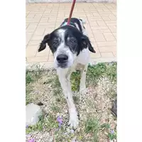 Foto dell\'animale cane - Matr. 2024/1129 - Microchip 380260002341998