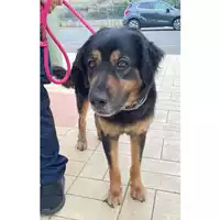 Foto dell\'animale cane - Matr. 2024/1127 - Microchip 380260044981254