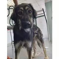 Foto dell\'animale cane - Matr. 2024/1131 - Microchip 380260044997931