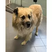 Foto dell\'animale cane - Matr. 2024/1133 - Microchip 380260044997884