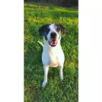 Foto dell\'animale cane - Matr. 2024/0641 - Microchip 380260101814808