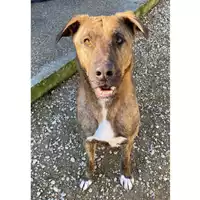 Foto dell\'animale cane - Matr. 2023/1506 - Microchip 380260045072074