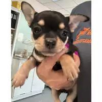 Foto dell\'animale cane - Matr. 2024/1137 - Microchip 380260170343832
