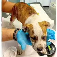 Foto dell\'animale cane - Matr. 2024/1144 - Microchip 380260170343821