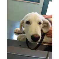 Foto dell\'animale cane - Matr. 2024/1145 - Microchip 380260170343810