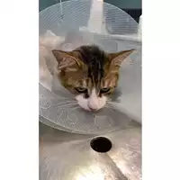 Foto dell\'animale gatto - Matr. 2024/1147 - Microchip 380260170343841