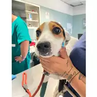 Foto dell\'animale cane - Matr. 2024/1148 - Microchip 380260170343858