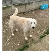 Foto dell\'animale cane - Matr. 2024/1151 - Microchip 380260170343852