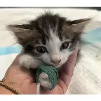 Foto dell\'animale gatto - Matr. 2024/1152 - Microchip 380260170343840