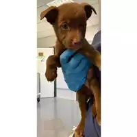 Foto dell\'animale cane - Matr. 2024/1154 - Microchip 380260170343809