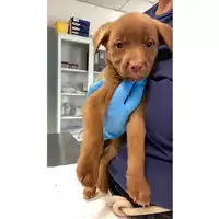 Foto dell\'animale cane - Matr. 2024/1155 - Microchip 380260170343850