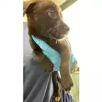 Foto dell\'animale cane - Matr. 2024/1157 - Microchip 380260170343854