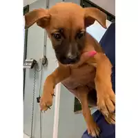 Foto dell\'animale cane - Matr. 2024/1159 - Microchip 380260170343999