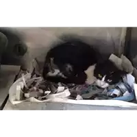 Foto dell\'animale gatto - Matr. 2017/0648 - Microchip 380260043149221