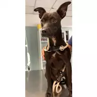 cane - Matr. 2024/1163 - Microchip 380260170343957